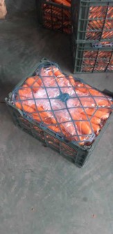هویج صادراتی کرج